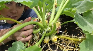 Pourquoi mes courgettes pourrissent avant de grossir : la vraie cause et comment l’éviter