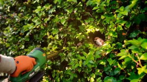 Pourquoi tailler sa haie en mai est déconseillé : la raison que beaucoup de jardiniers ignorent