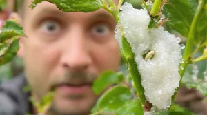 Qui a craché sur mon arbre ? Cette étrange bête baveuse envahit nos jardins dès le printemps