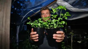 « Rentre tes tomates ! » : un maraîcher m’a révélé quels plants on protège pour rien aux Saints de Glace