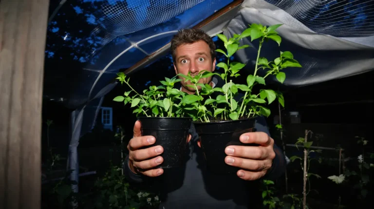« Rentre tes tomates ! » : un maraîcher m’a révélé quels plants on protège pour rien aux Saints de Glace