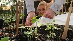 Saints de Glace : 5 erreurs fatales à éviter lors de vos premières plantations après les gelées
