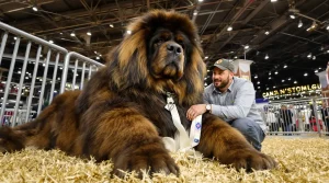 Salon de l'Agriculture : un Dogue du Tibet mayennais « champion de France » au Concours général agricole