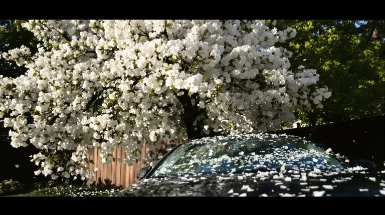 Si cet arbre ornemental aux fleurs blanches pousse près de chez vous, voici pourquoi il faut l’enlever