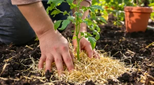 Tomates : ce geste naturel à faire au pied dès le printemps ralentit le mildiou et sauve la récolte