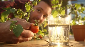 Tomates : le seul gourmand à ne jamais pincer pour protéger vos fruits et avoir des plants gratuits