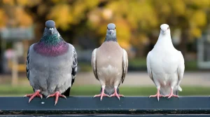 Pigeon, tourterelle, colombe : les différences à connaître pour enfin ne plus les confondre